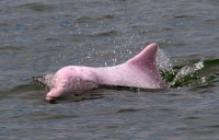 pink dolphin of the Amazon